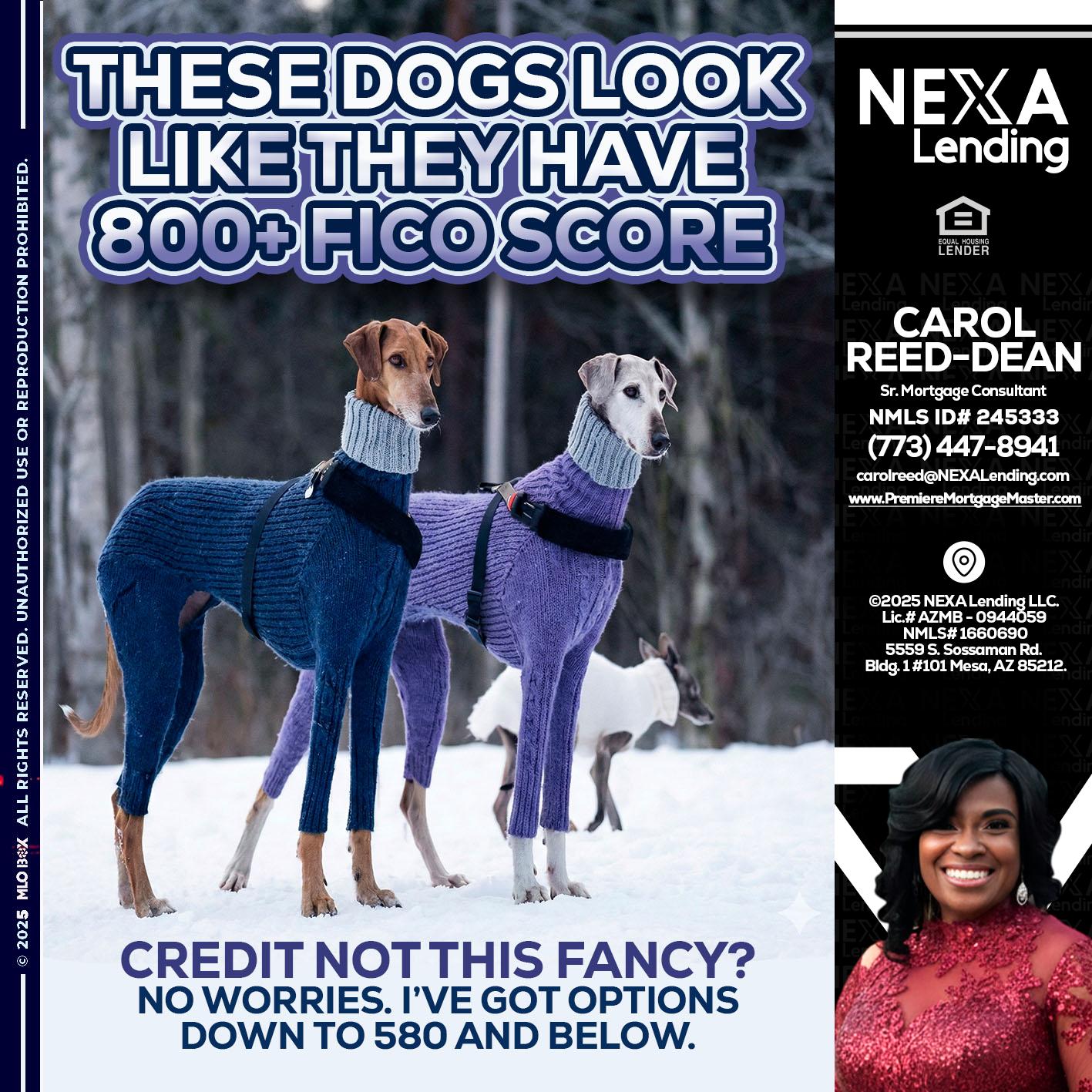 THESE DOGS LOOK - Carol Dean -Sr. Mortgage Consultant